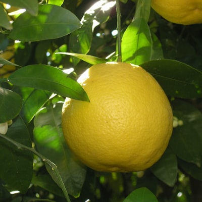 Bergamot