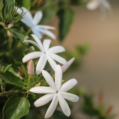 Jasmine